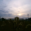 浜ちゃんの散歩道(６９２)       夕方は高空の飛行航跡が鮮やかとなった。