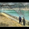 湖畔の桜PartⅡ