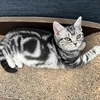 猫を見間違える