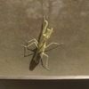 カマキリ、イチモンジセセリ、山茶花、コムラサキ