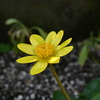 金のぼんぼり姫金立花