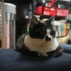 猫コントロール