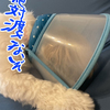 お魚くわえたもっくん～♪