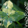 嫌いな人を好きになるレッスンー４（音声つき）