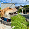 犬との暮らし。心配事とともに。