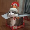 猫を使った鏡餅の作り方をご紹介する動画っておい！