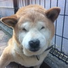 愛犬りょう16
