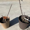 バラの接ぎ木の威力　続き