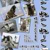 告知　写真展　『ねこねこねーこ』