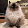 チェック柄ジャケット
