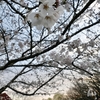 天神池公園の桜（群馬県板倉町）