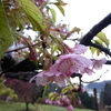 早咲きの桜と水芭蕉。新発田市・大峰山桜公園2020