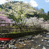 芹生道・芹生の里の桜花