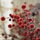 花好きが花を枯らしてみた