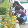 　花壇の植え替え