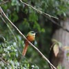 アカオキリハシ(Rufous-tailed Jacamar)