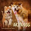 Pretty AKITA Dog  Decoration Art  可愛い秋田犬