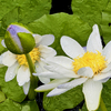 一輪の花とともに始める朝｜社労士の視点で伝える日々のこと