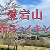 【茨城・笠間市】愛宕山の桜が見ごろに！お花見ハイキングを楽しもう♪