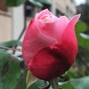 バラのつぼみと薔薇の名前