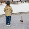 【写真】実に1年ぶりの野鳥撮影！昆陽池公園のカモ（2020/02/23）