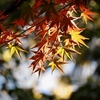 紅葉と桜