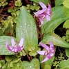 カタクリの花