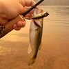 トップにも