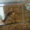 しっかり食べたら浮かなくなった金魚 