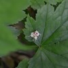 初夏のカルストの森遊山　懐かれる