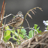 出水へ鳥を見に（２０２０　０２２９～０３０１）その３。