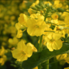 出勤前のジョギングで見かけた菜の花とエンドウ