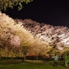 藤枝金毘羅山の夜桜　～まっていた写真より～