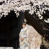 艶やかに淑やかに･2025👘春の章・桜の節　お披露目の項🌸　南禅寺・哲学の道にて。