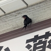 ツバメ２０２５