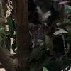 王子動物園