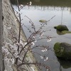 今年も咲いた「ど根性桜」