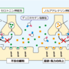 うつ病　抗うつ薬と　脳機能　