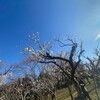 印旛沼公園の梅