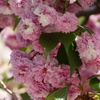 続「尾山神社菊桜」