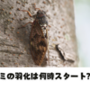 セミの脱皮（羽化）は何時ごろ見られる？