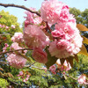 清澄庭園の八重桜