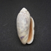 和歌山の貝　サツマビナ（Oliva amethyatina,1798）