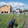 今年も、草取りの季節が到来