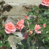 イタリア民家石垣の薔薇