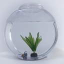 優しい熱帯魚さん｜飼育記録から飼い方まで