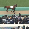 東京競馬8R パドック直前予想 ◎5 シャクンタラー