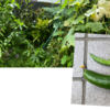 庭で夏野菜 63　【キュウリ、オクラ】
