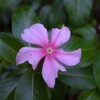 佐渡　秋雨降り始め／秋・小花愛しげ