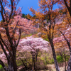 屏風岩公苑・桜